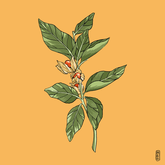 Ashwagandha: The perfect antidote to stressful modern life - Wunder Workshop