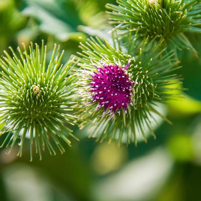 Herbs & Rituals for Liver Health - Wunder Workshop