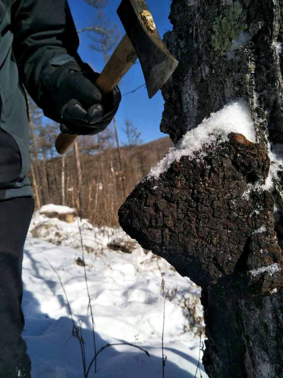 Wunder Workshop Wild Harvested Chaga