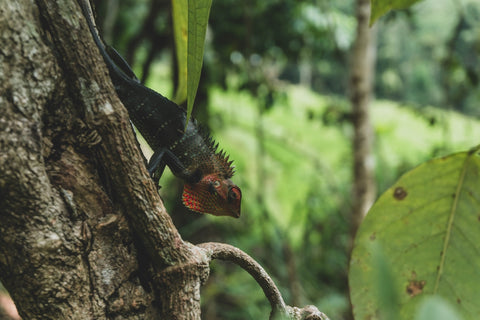 Chameleon biodiveristy