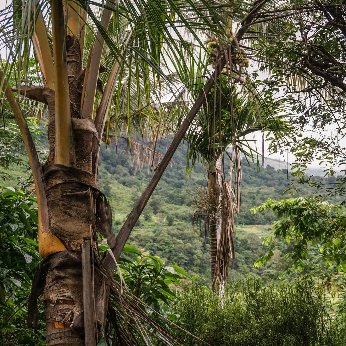 Composting - Home vs Industrial - Wunder Workshop