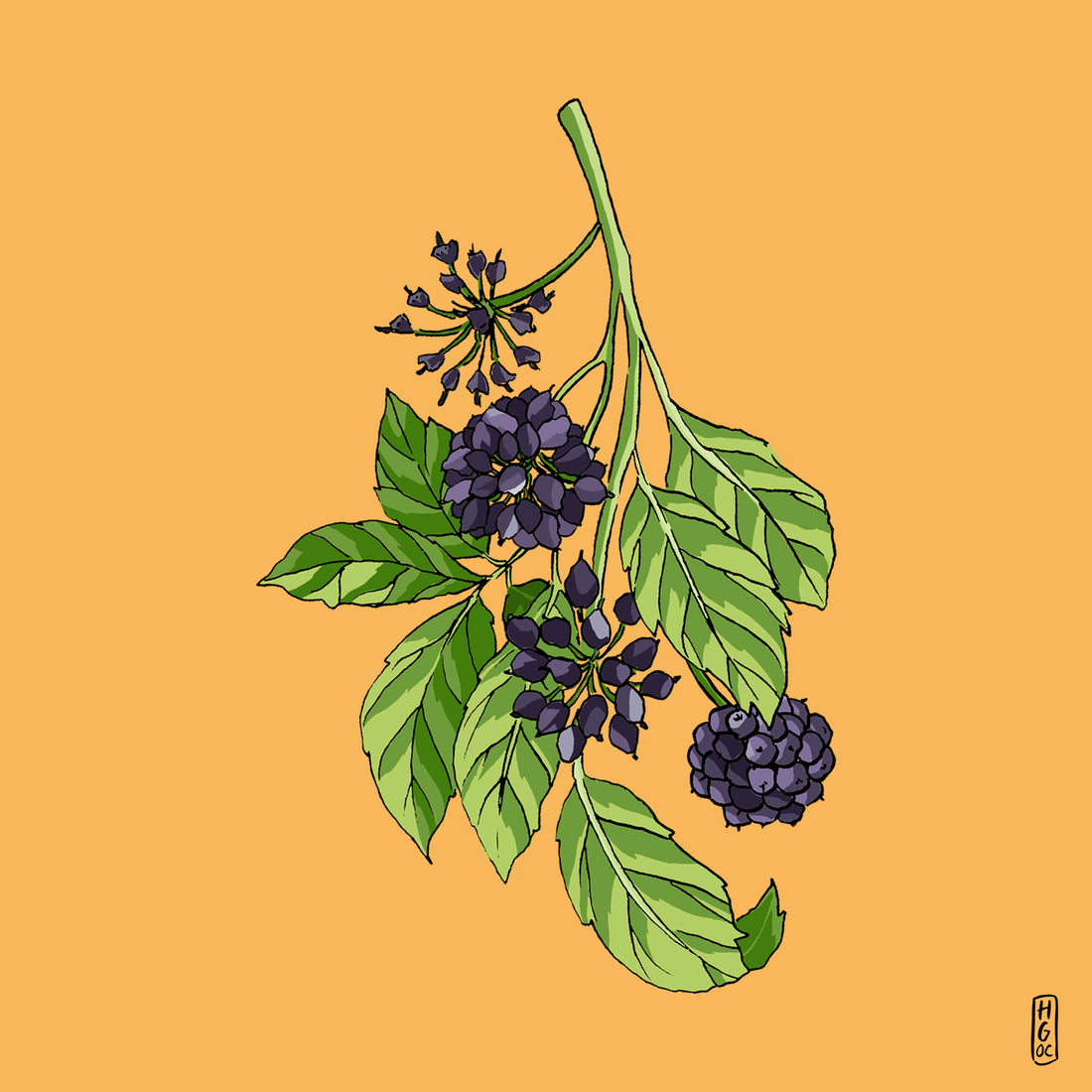 Siberian Ginseng in Golden Glow: the Russian secret - Wunder Workshop