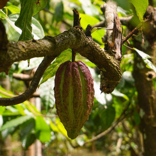 Sri Lanka: Back to the Roots - Wunder Workshop