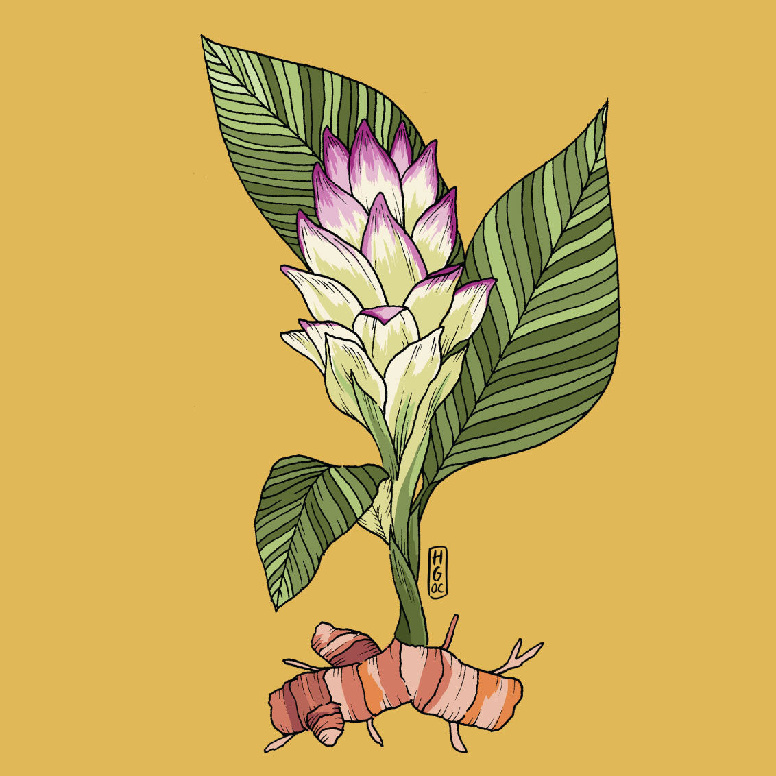 Turmeric root drawing wunder workshop