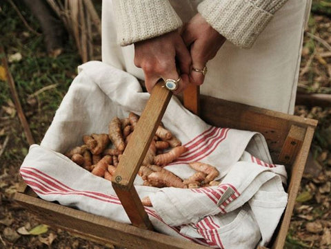 organic turmeric root harvest sri lanka