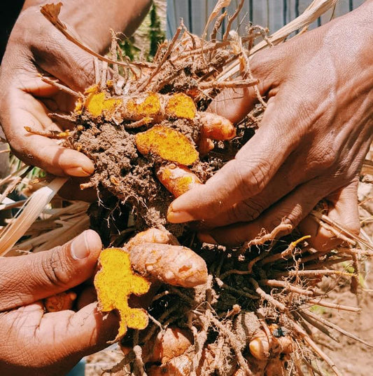 Wunder Workshop Turmeric Regenerative agriculture